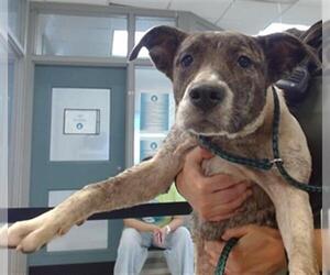 American Pit Bull Terrier-Unknown Mix Dogs for adoption in Oklahoma City, OK, USA