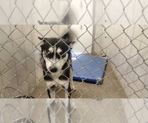 Siberian Husky Dogs for adoption in Rock Springs, WY, USA