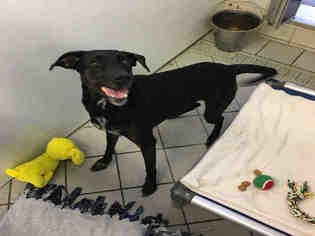 Labrador Retriever-Plott Hound Mix Dogs for adoption in Canfield, OH, USA