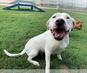 Dogo Argentino Dogs for adoption in Longview, TX, USA
