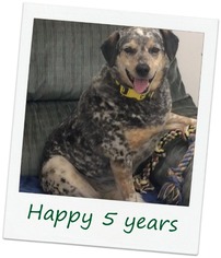 Australian Shepherd-Beagle Mix Dogs for adoption in Hinesburg, VT, USA