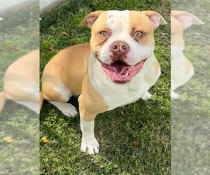 American Bulldog-Unknown Mix Dogs for adoption in Riverside, CA, USA