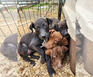 Doberman Pinscher-Labrador Retriever Mix Dogs for adoption in garner, NC, USA