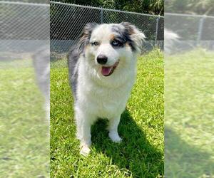 Australian Shepherd Dogs for adoption in Naples, FL, USA