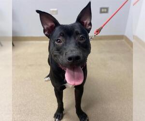 American Staffordshire Terrier-Unknown Mix Dogs for adoption in Aurora, CO, USA