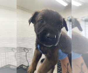 Mutt Dogs for adoption in San Bernardino, CA, USA