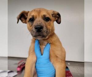 American Pit Bull Terrier-Unknown Mix Dogs for adoption in Oklahoma City, OK, USA