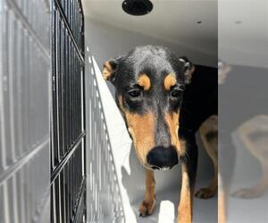 Doberman Pinscher-Unknown Mix Dogs for adoption in Houston, TX, USA