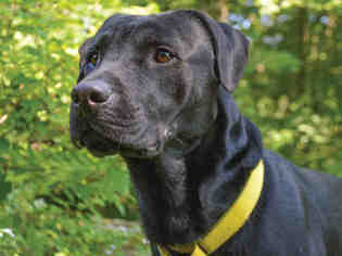 Labrador Retriever Dogs for adoption in Pittsburgh, PA, USA