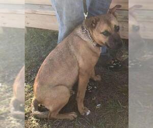 Black Mouth Cur-Unknown Mix Dogs for adoption in Dunnellon, FL, USA