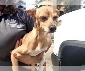 Chihuahua-Unknown Mix Dogs for adoption in Houston, TX, USA