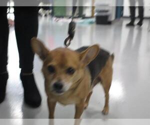 Chihuahua Dogs for adoption in Temple, TX, USA