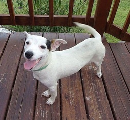 Jack Russell Terrier-Unknown Mix Dogs for adoption in Albemarle, NC, USA