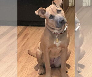 American Staffordshire Terrier-Boxer Mix Dogs for adoption in Lancaster, CA, USA