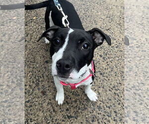 Mutt Dogs for adoption in Rockville, MD, USA