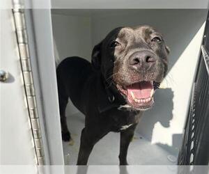 American Staffordshire Terrier-Unknown Mix Dogs for adoption in Houston, TX, USA