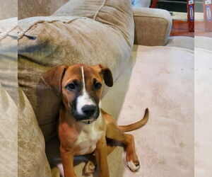 Labrador Retriever-Unknown Mix Dogs for adoption in Roxboro, NC, USA