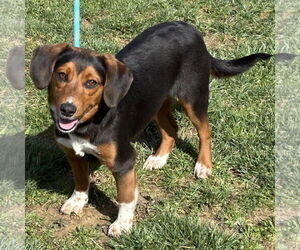 Beagle-Unknown Mix Dogs for adoption in Batavia, OH, USA
