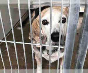 Beagle Dogs for adoption in Santa Barbara, CA, USA