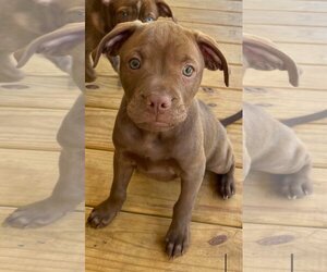 Boxador Dogs for adoption in Hinton, WV, USA