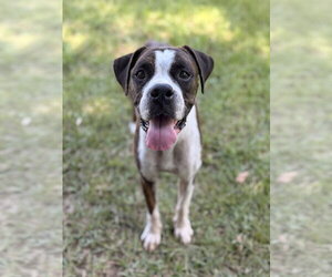 Boxer Dogs for adoption in Dumont, NJ, USA