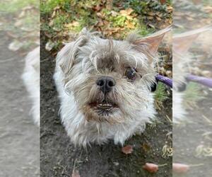 Shih Tzu-Unknown Mix Dogs for adoption in Lodi, CA, USA