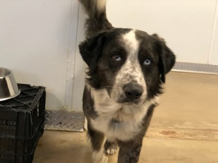 Border-Aussie Dogs for adoption in Denton, TX, USA