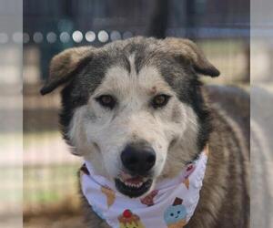 Siberian Husky Dogs for adoption in San Antonio, TX, USA
