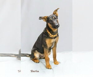 Mutt Dogs for adoption in Hot Springs Village, AR, USA