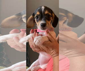 Bea-Tzu Dogs for adoption in The Woodlands, TX, USA