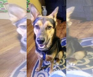 Australian Shepherd-German Shepherd Dog Mix Dogs for adoption in Baileyton, AL, USA
