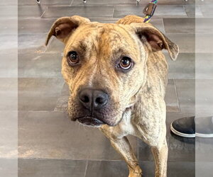 Mutt Dogs for adoption in Tarboro, NC, USA