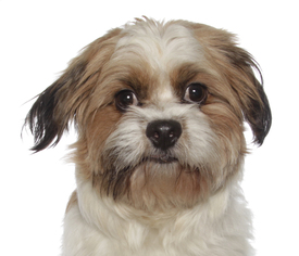 Medium Photo #1 Shih Tzu Puppy For Sale in ft lauderdale, FL, USA
