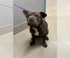 Bulldog-Unknown Mix Dogs for adoption in Las Vegas, NV, USA