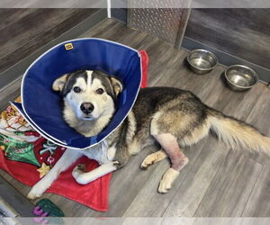 Huskies -Unknown Mix Dogs for adoption in Euless, TX, USA