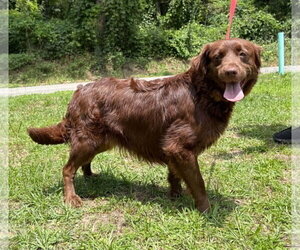 Retriever -Unknown Mix Dogs for adoption in Prattville, AL, USA