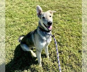German Shepherd Dog-Unknown Mix Dogs for adoption in Houston, TX, USA