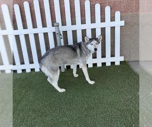 Siberian Husky Dogs for adoption in Modesto, CA, USA