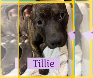 American Pit Bull Terrier-Unknown Mix Dogs for adoption in Roxboro, NC, USA