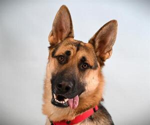 German Shepherd Dog Dogs for adoption in Fort Collins, CO, USA