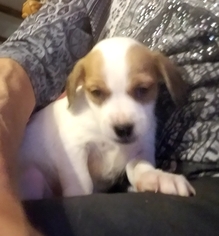 Medium Photo #1 Beagle-Unknown Mix Puppy For Sale in Tonopah, AZ, USA