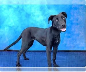 Labrador Retriever Dogs for adoption in Pasadena, CA, USA