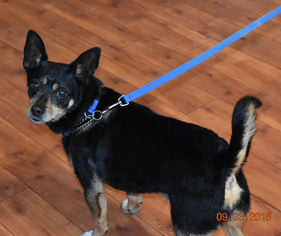 Mutt Dogs for adoption in Prosser, WA, USA