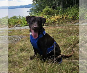 - Mix Dogs for adoption in Croydon, NH, USA