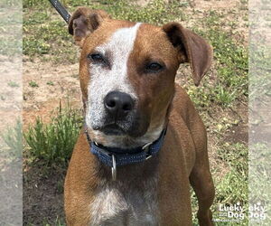 Red Heeler-Unknown Mix Dogs for adoption in Washington, DC, USA