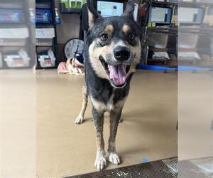 Siberian Husky-Unknown Mix Dogs for adoption in Chula Vista, CA, USA