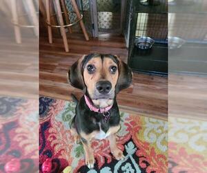 Black and Tan Coonhound Dogs for adoption in Crystal , MN, USA