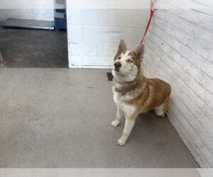 Siberian Husky Dogs for adoption in San Bernardino, CA, USA