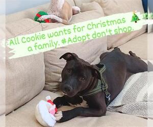American Pit Bull Terrier Dogs for adoption in Charlotte, NC, USA