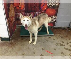 Siberian Husky Dogs for adoption in Riverside, CA, USA